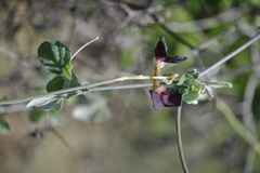 Macroptilium atropurpureum